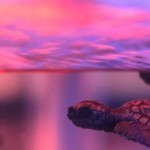 Trippy Turtle – Wet